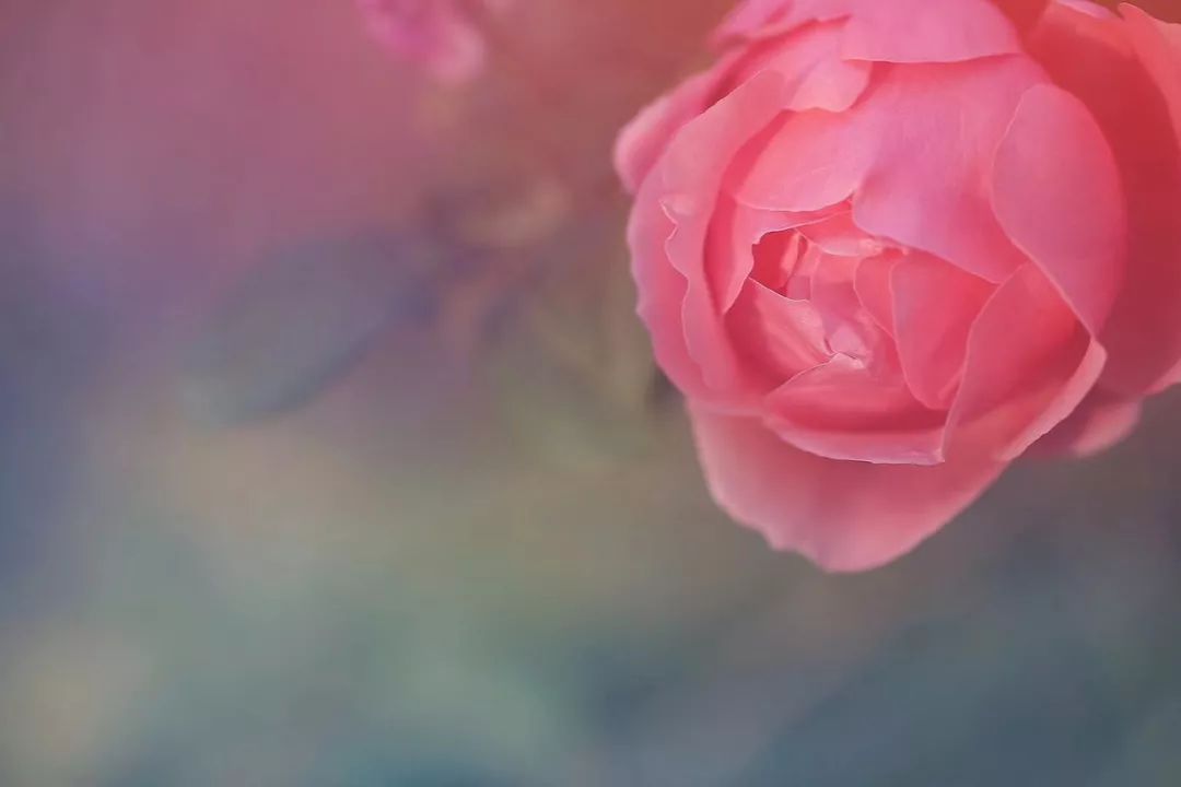 红色扎西