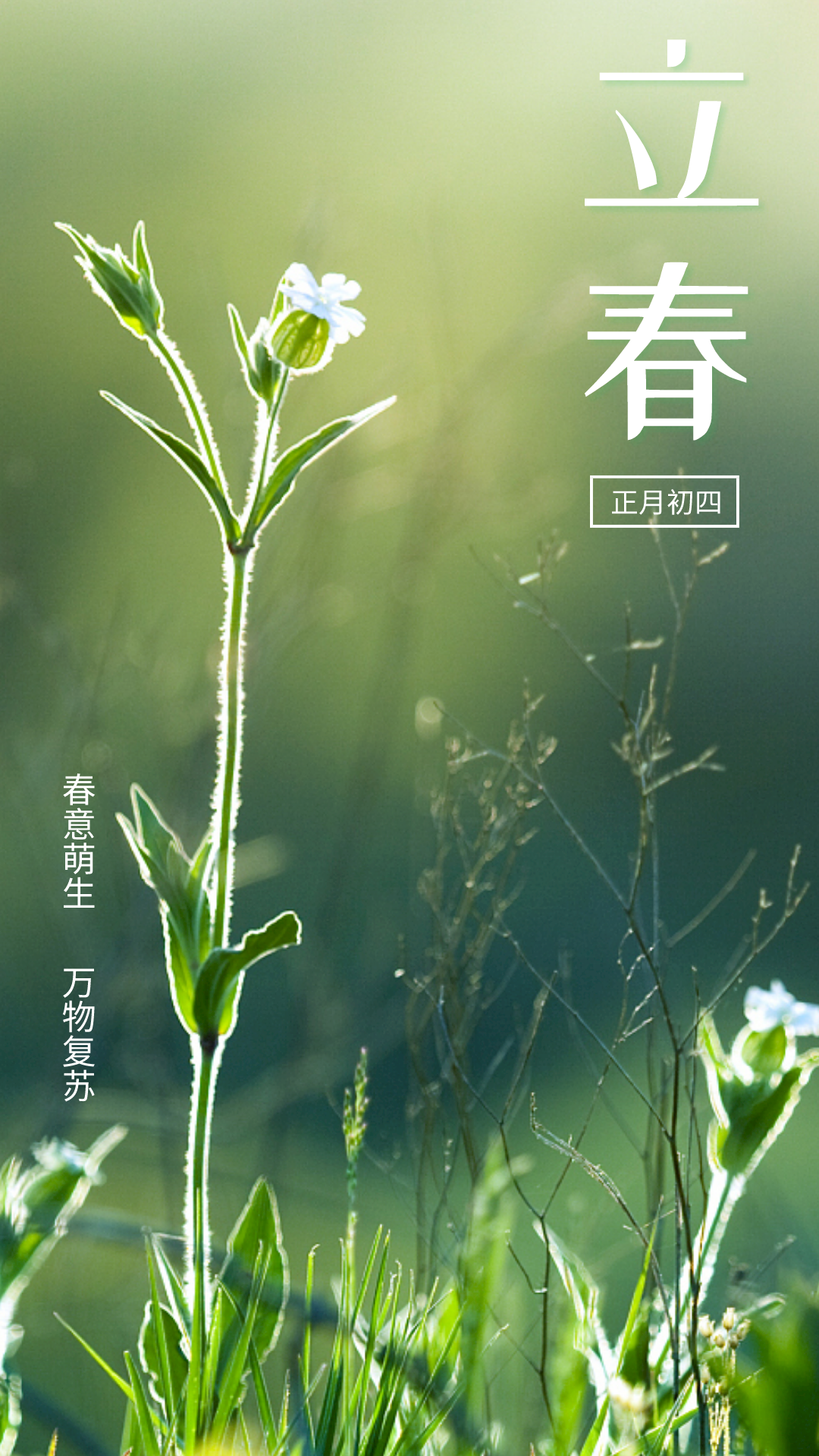 西双版纳望天树景区
