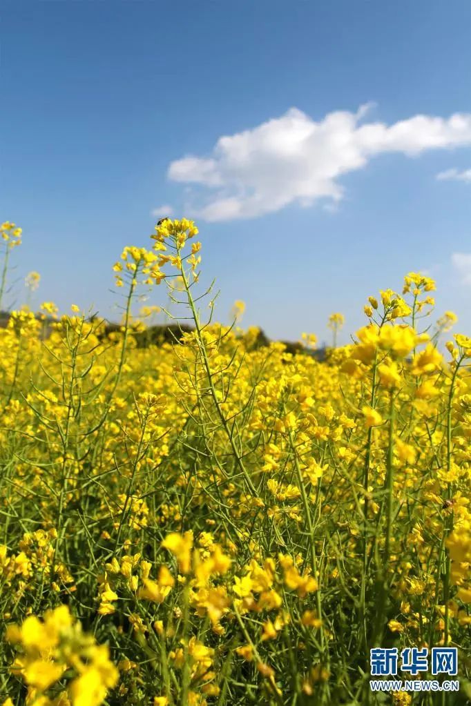 昆明滇池国家旅游度假区管理委员会(微信)
