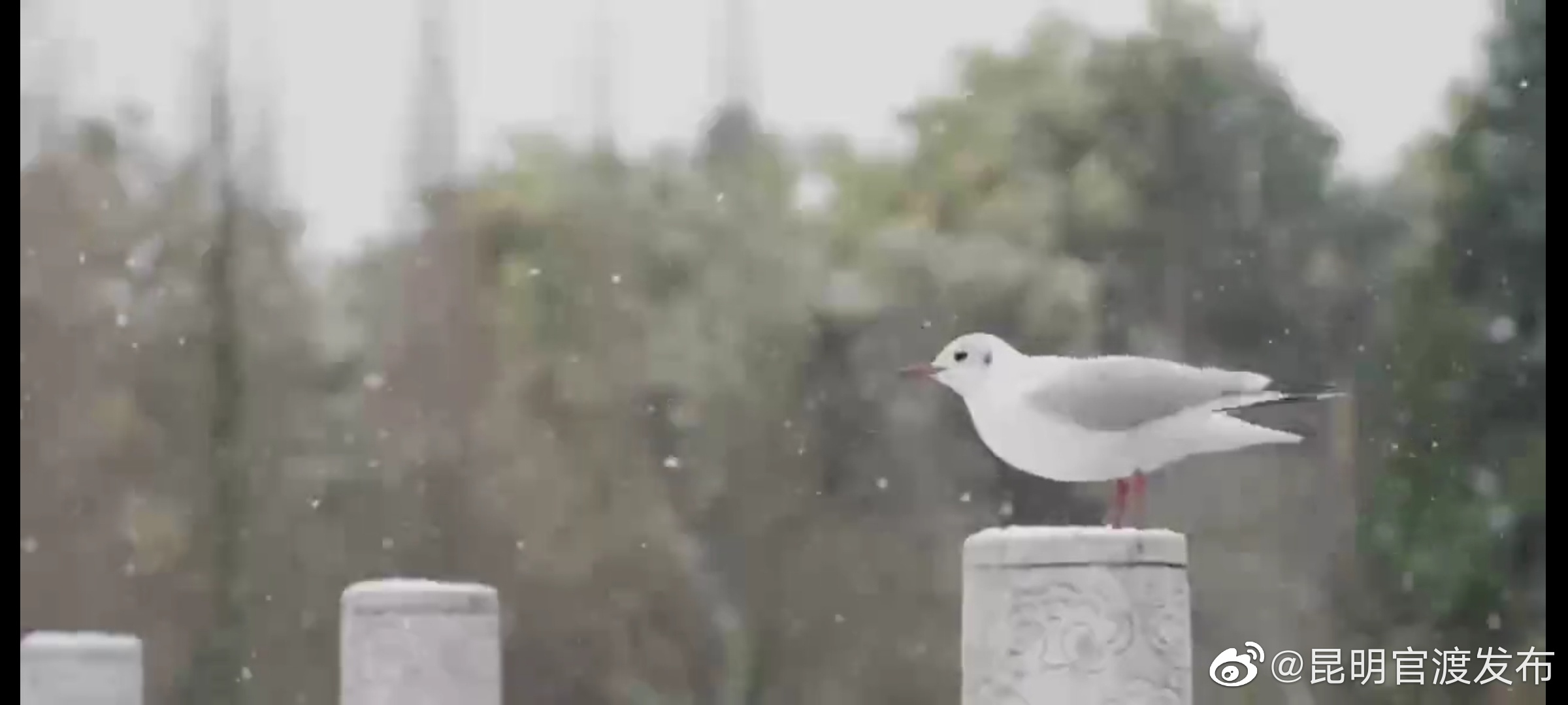 最美官渡：雪中星海湿地，发现昆明的另外一种美
