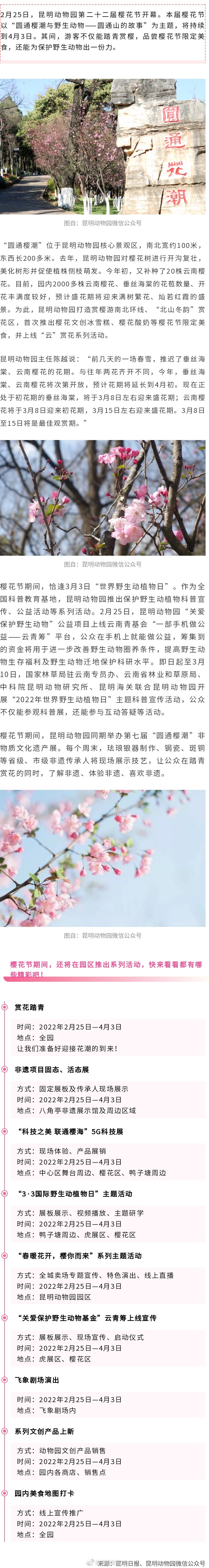 共赴这场春天之约，昆明动物园“樱花节”开幕啦！