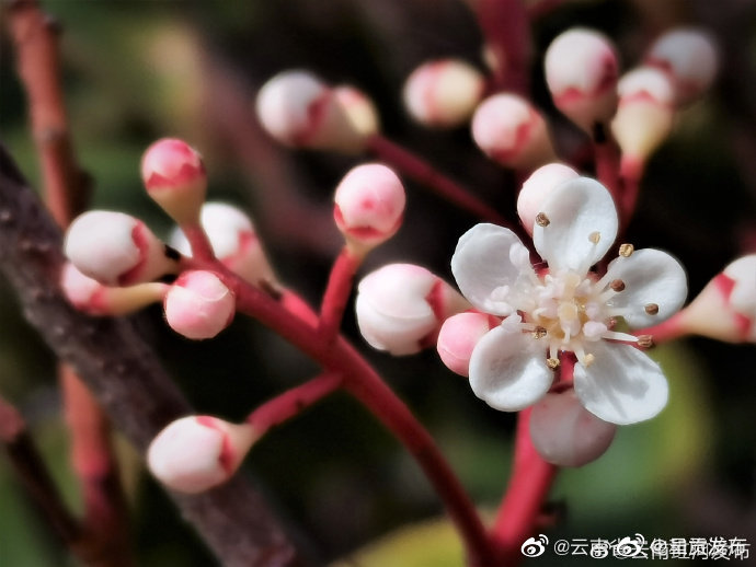 呈贡发布