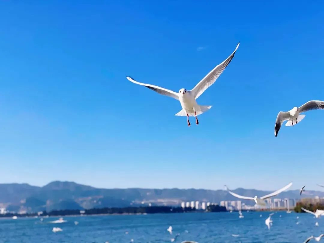 昆明滇池国家旅游度假区管理委员会(微信)