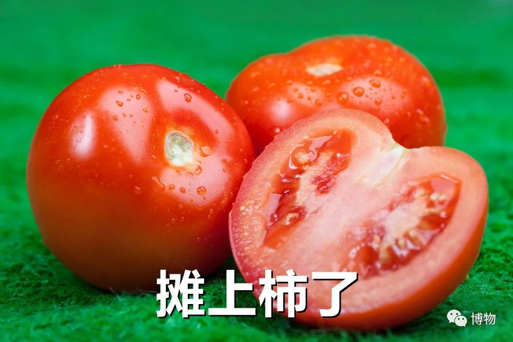 西双版纳望天树景区