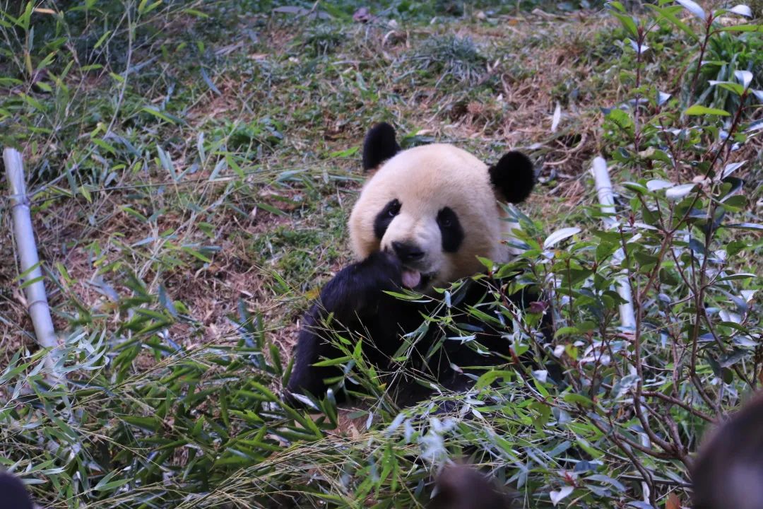 云南野生动物园