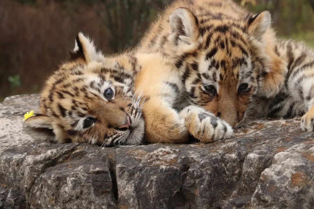 云南野生动物园