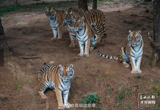 昆明信息港