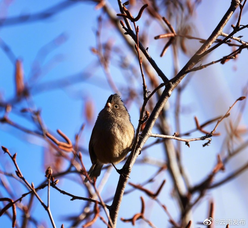“云南发布”微博