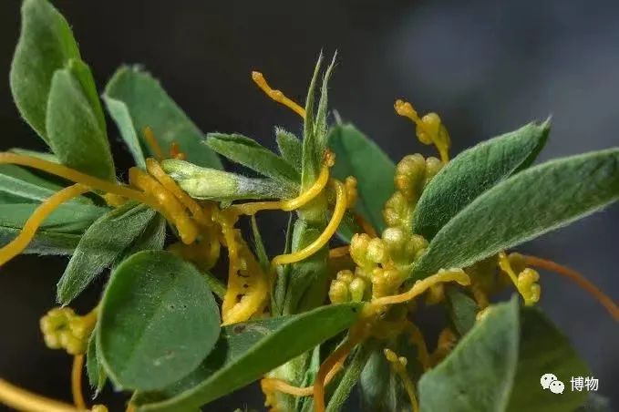 西双版纳望天树景区