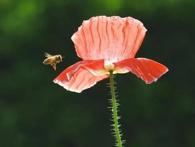 大观楼