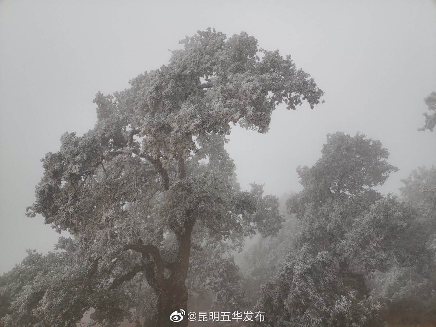 “昆明五华发布”微博