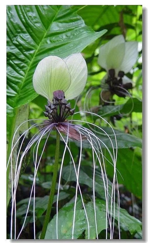 西双版纳望天树景区