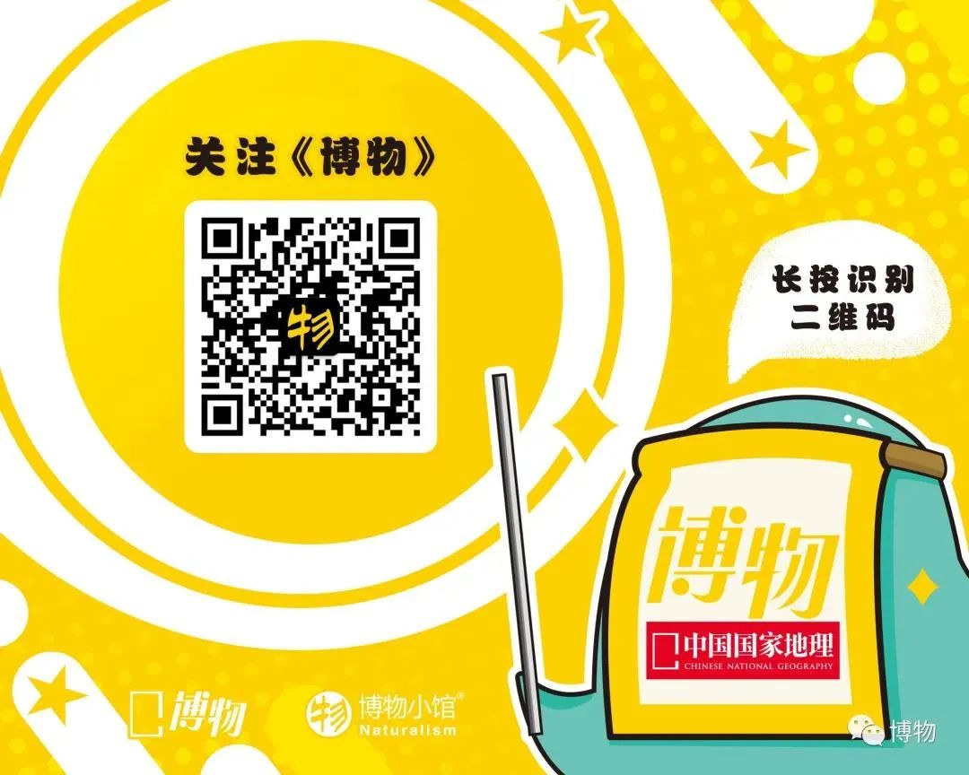 西双版纳望天树景区