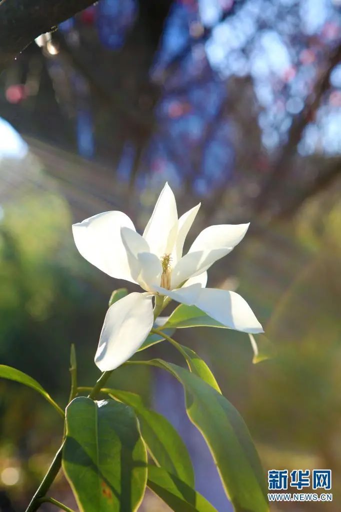 昆明滇池国家旅游度假区管理委员会(微信)
