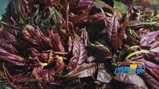 掌上春城微信公众号