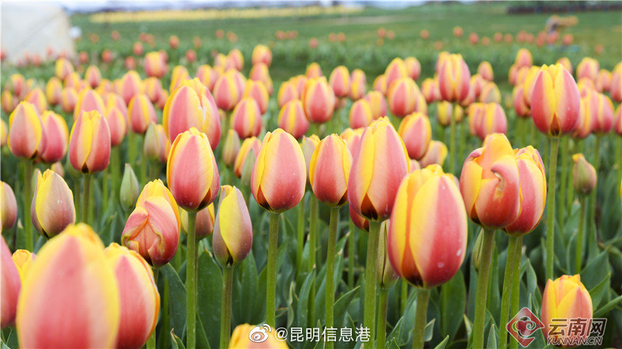 昆明信息港