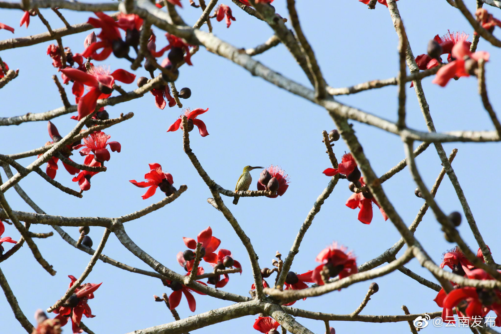 “云南发布”微博