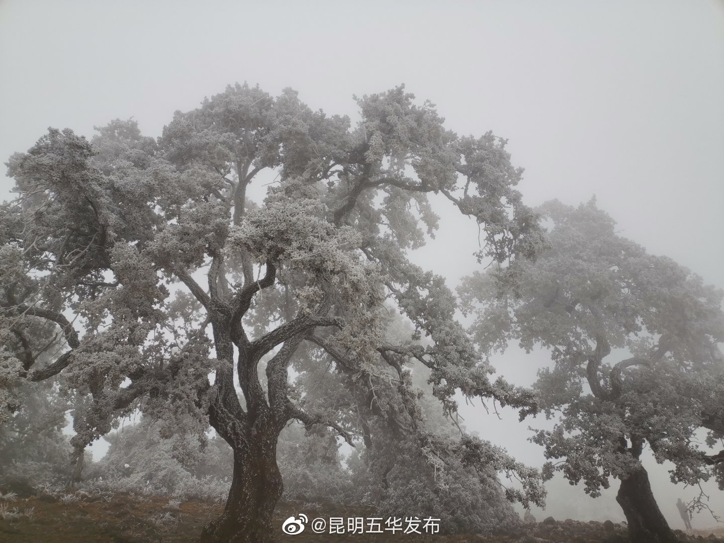 “昆明五华发布”微博