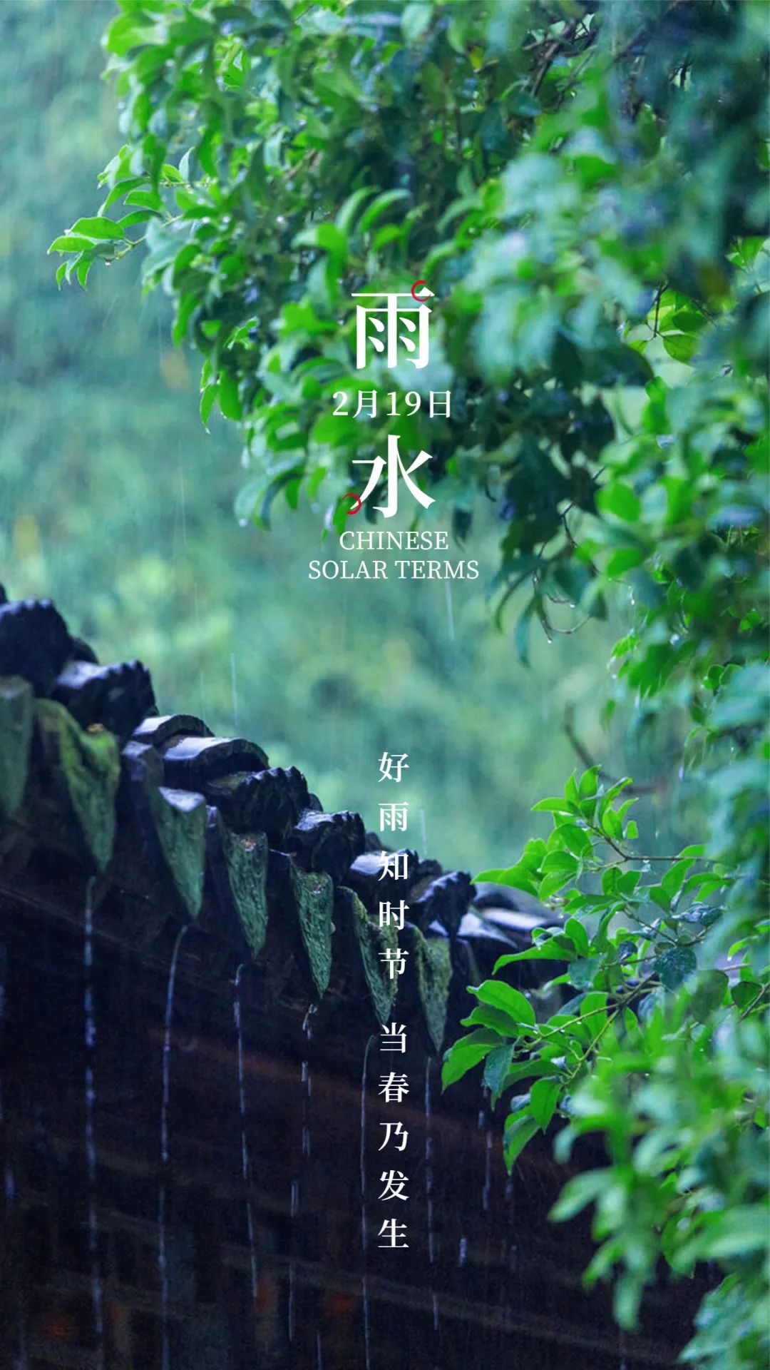 西双版纳望天树景区