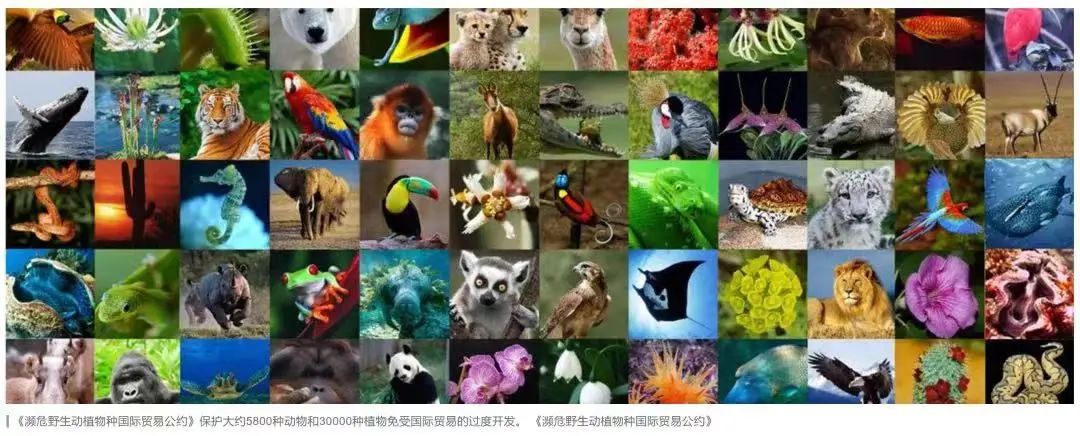 云南野生动物园