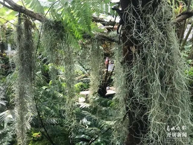 春城晚报