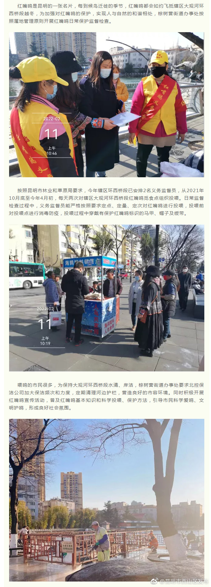 棕树营街道办事处开展辖区大观河环西桥段红嘴鸥日常保护监督检查