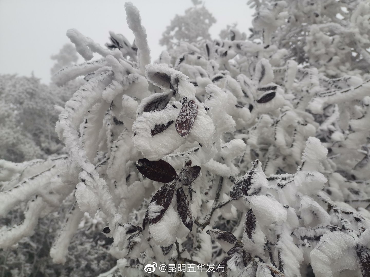 “昆明五华发布”微博