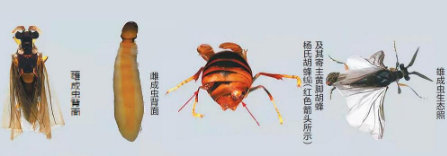 高黎贡山发现昆虫新物种：杨氏胡蜂扇