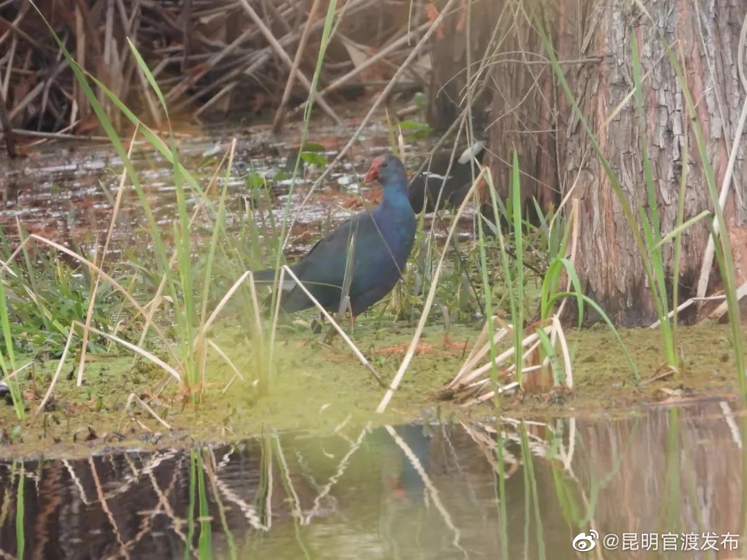 “昆明官渡发布”微博