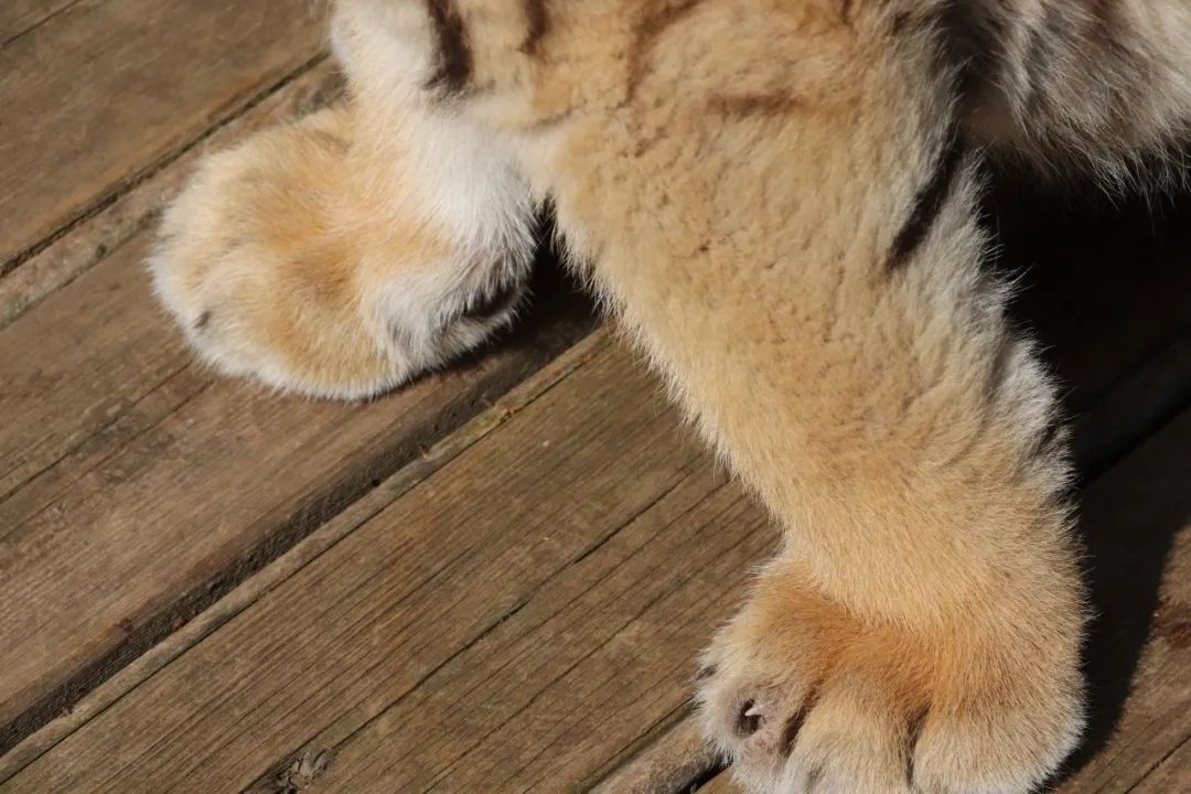 云南野生动物园