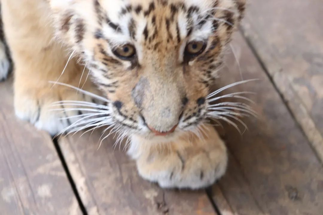 云南野生动物园