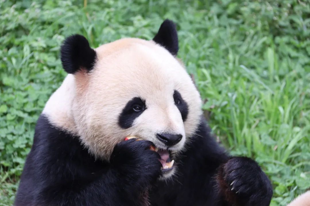 云南野生动物园