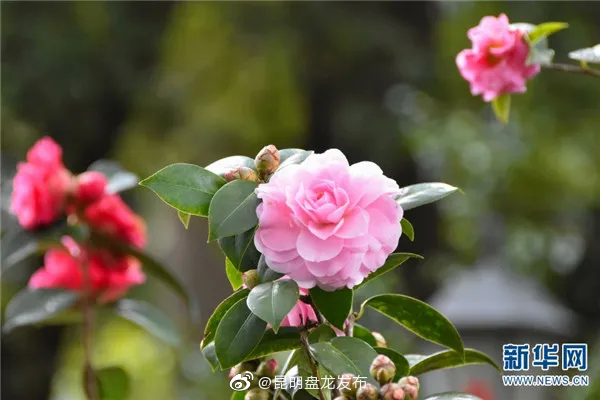 昆明盘龙发布