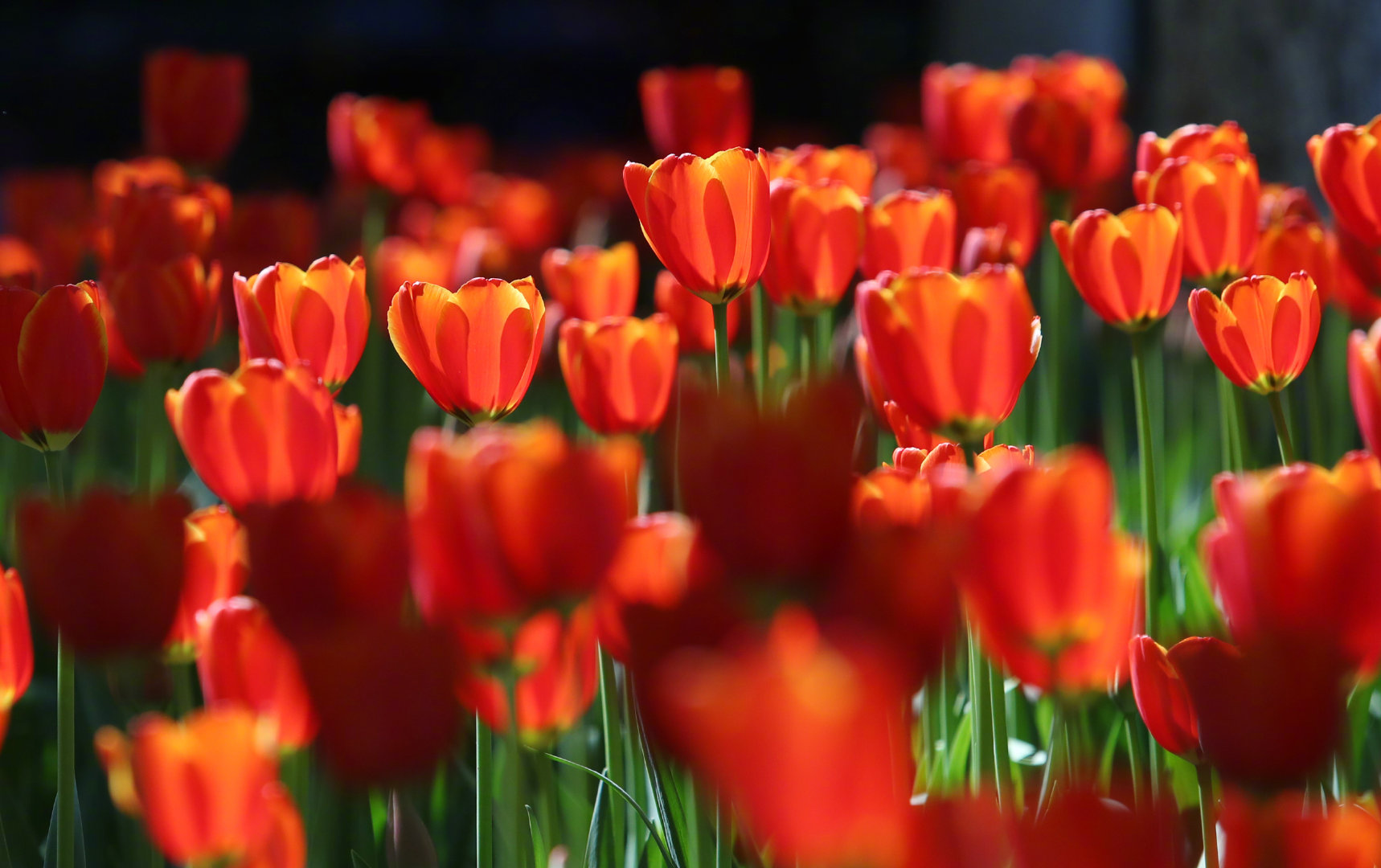 “云南发布”微博