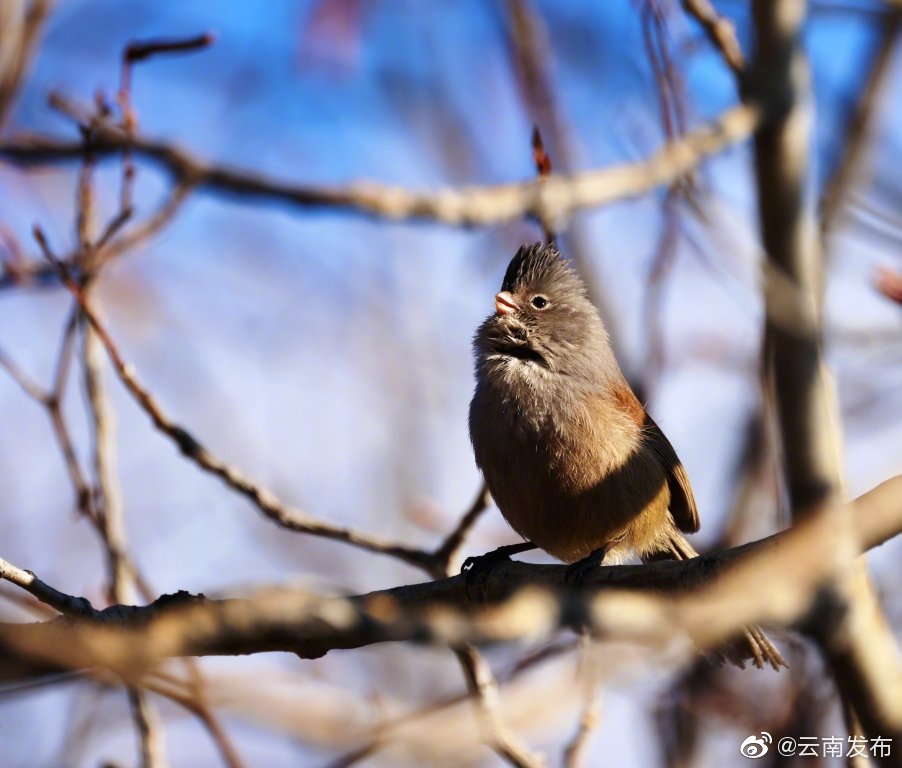 “云南发布”微博