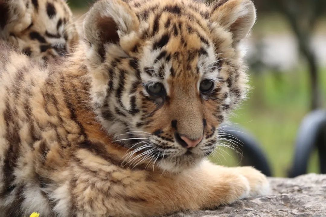 云南野生动物园