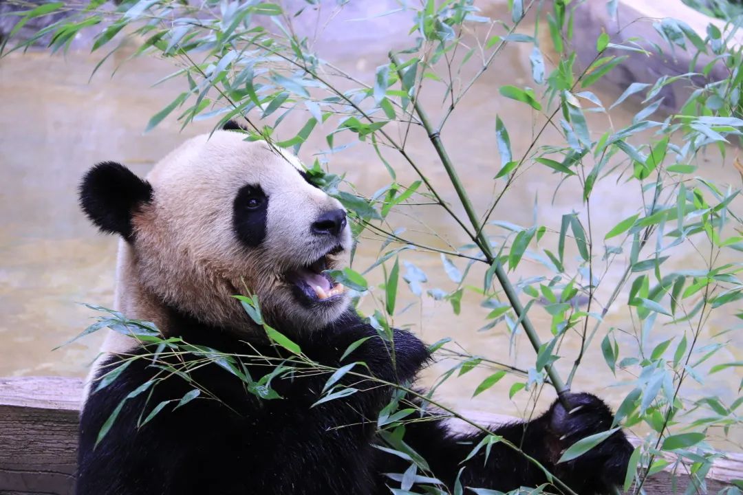 云南野生动物园