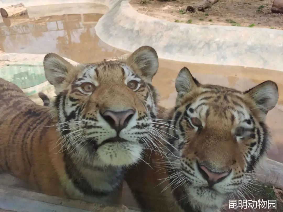 昆明动物园