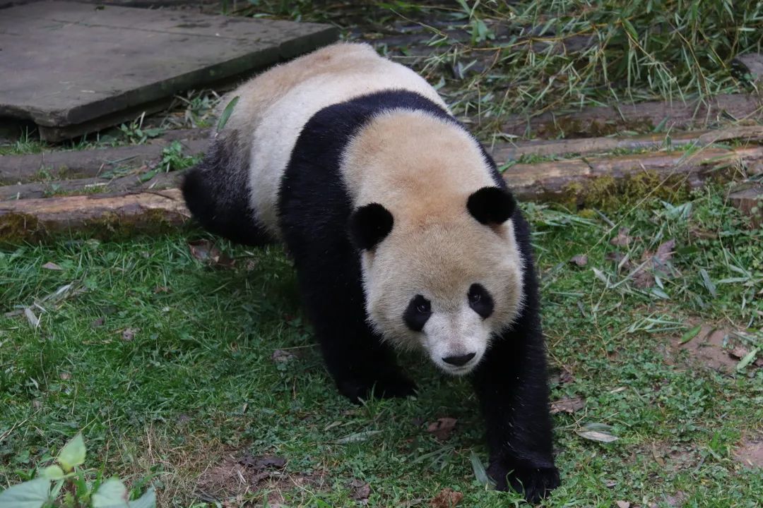 云南野生动物园