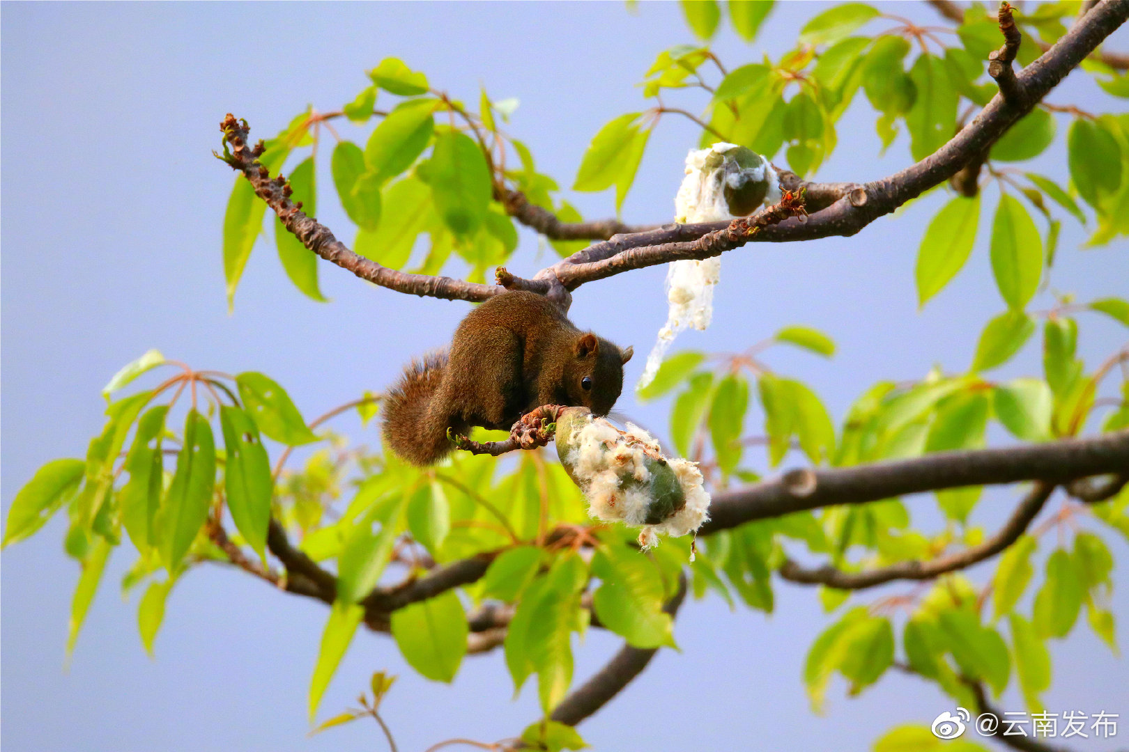 “云南发布”微博