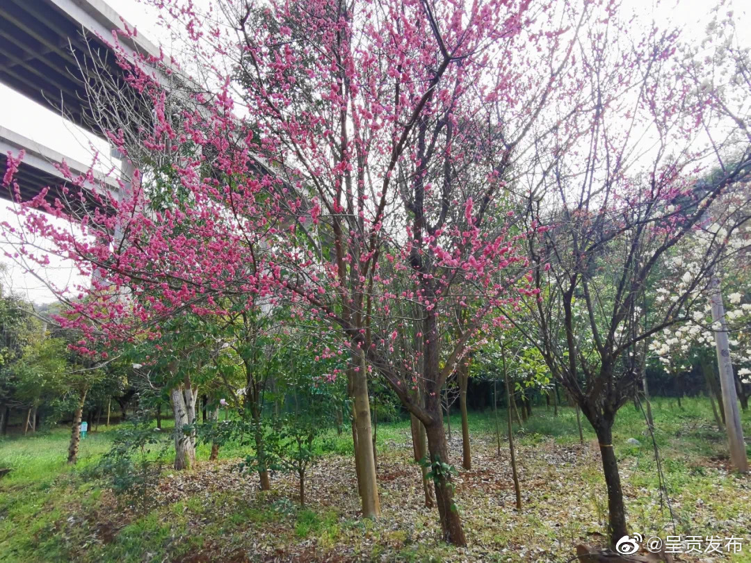 呈贡发布