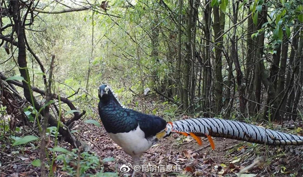 昆明信息港