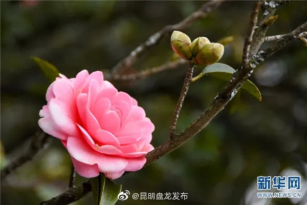 昆明盘龙发布
