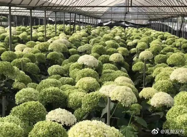 嵩明发布