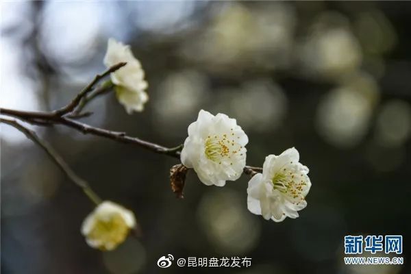 昆明盘龙发布