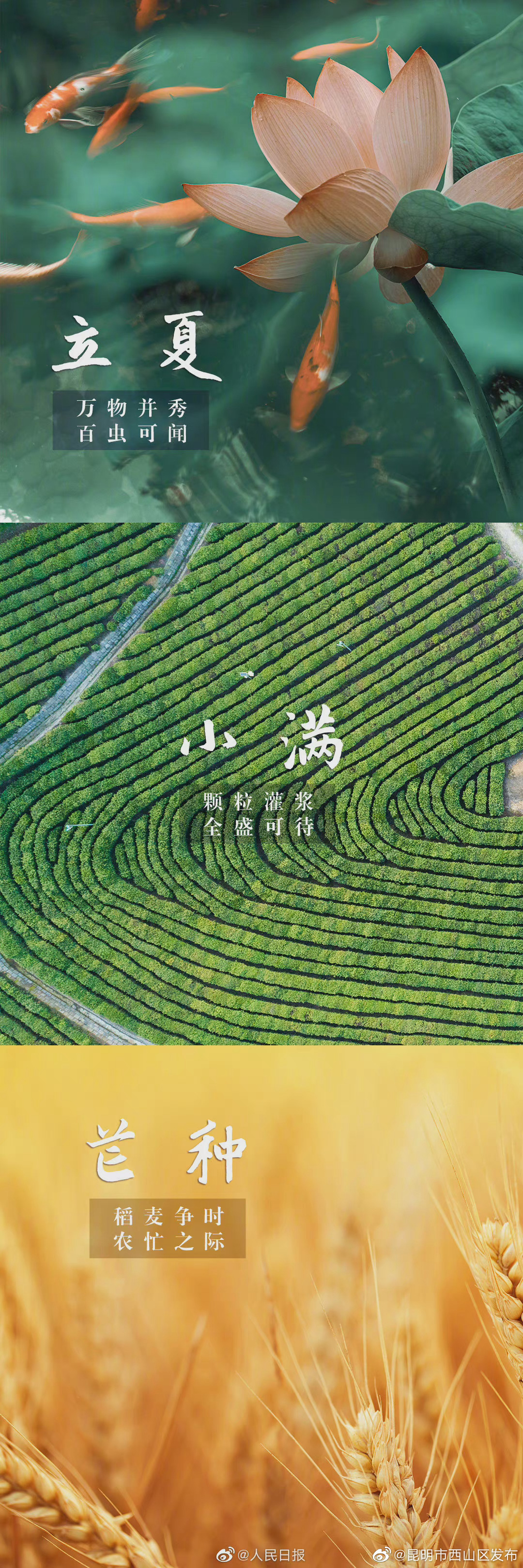 “昆明市西山区发布”微博