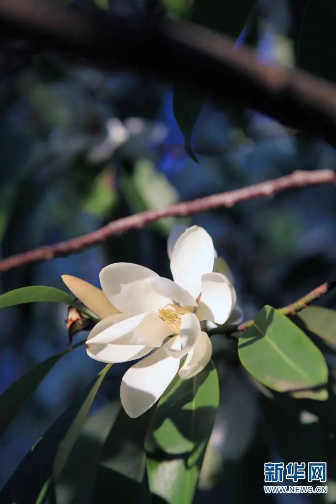 昆明滇池国家旅游度假区管理委员会(微信)