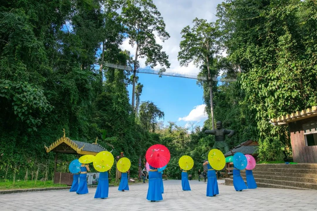 西双版纳望天树景区