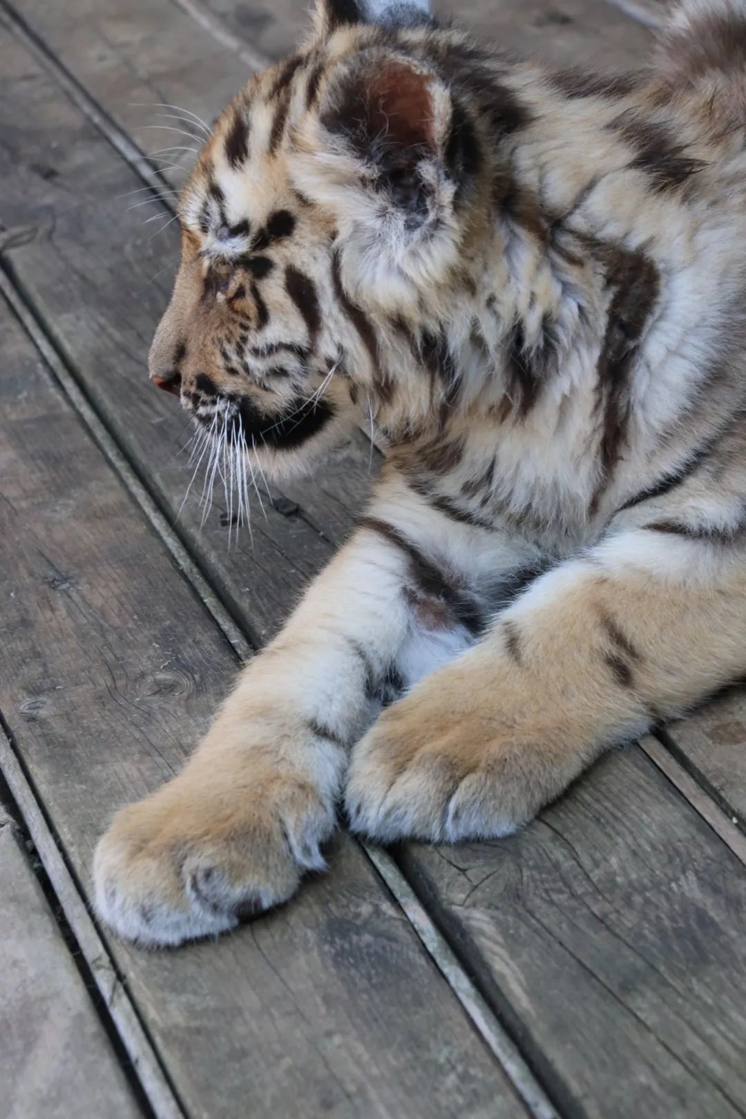 云南野生动物园