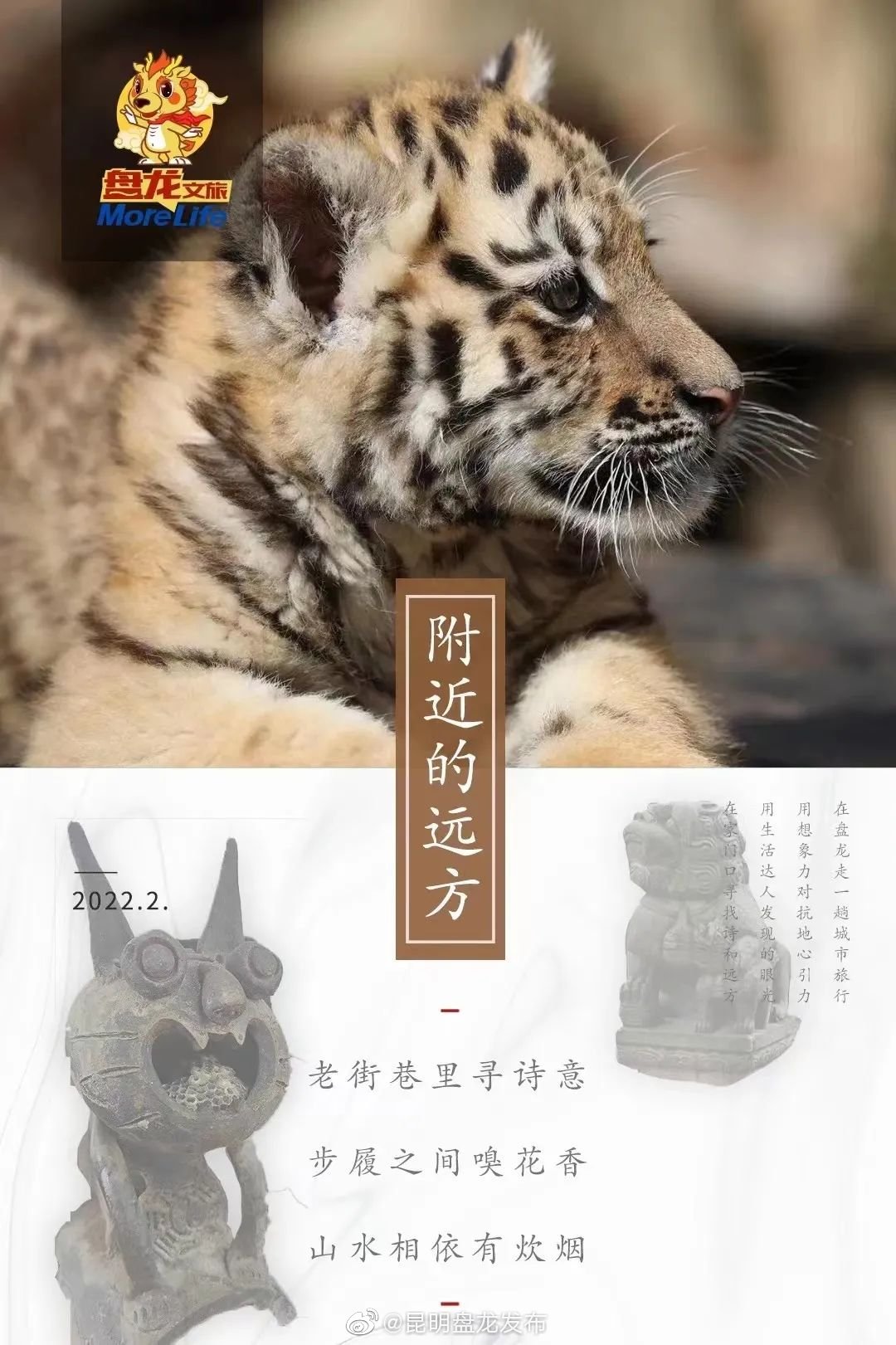 附近的远方 | 嗷呜！喵虎家族群里都在聊什么？